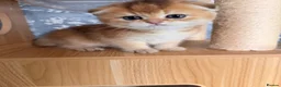 Scottish Fold cats for sale: Adorable Scottish Fold kittens ♥️ - Advert 8
