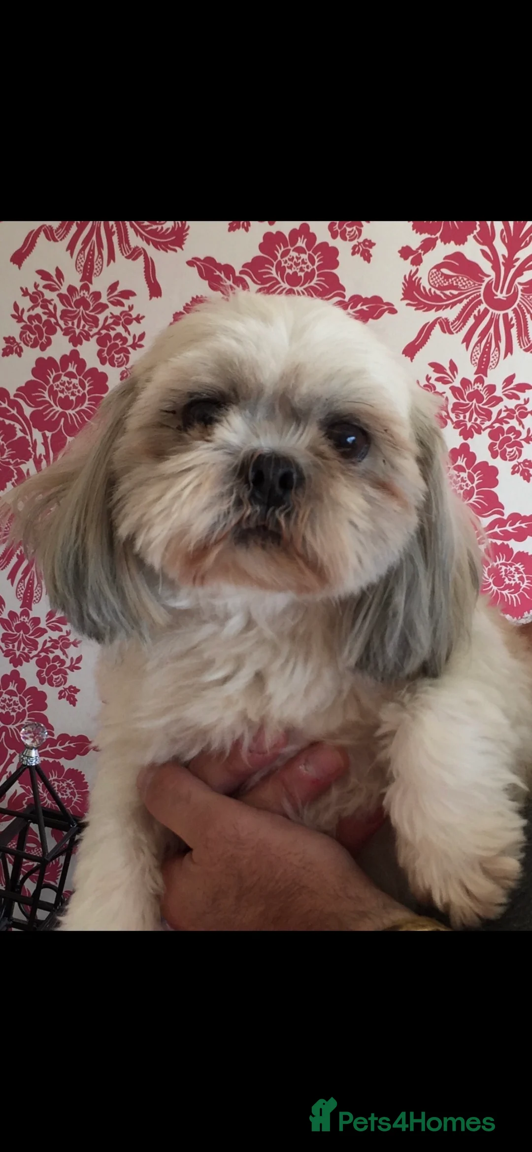 Shih Tzu dogs for stud: KC PROVEN  TINY SMALL CUTE BOY. in Mansfield - Advert 4