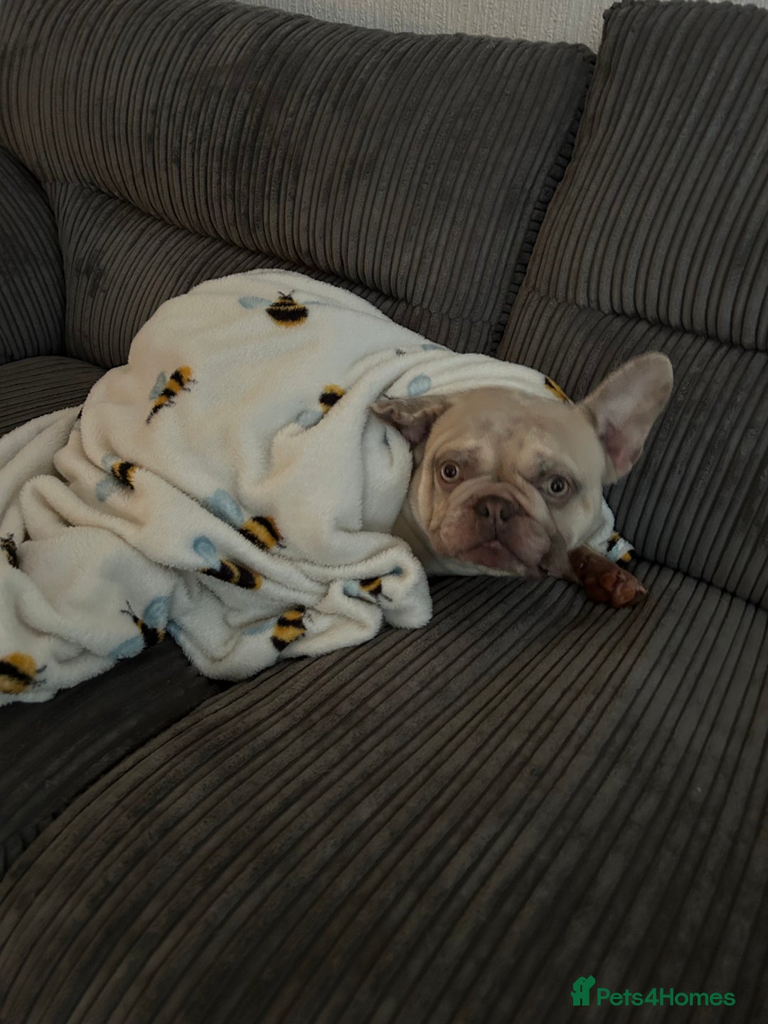 French Bulldog dogs for sale: Platinum mearl French bulldog in Torquay - Advert 5