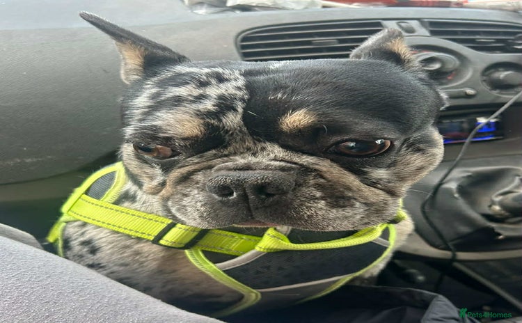 French Bulldog dogs - Advert 2