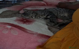 American Shorthair cats for sale: 4 month old kittens  - Image 5
