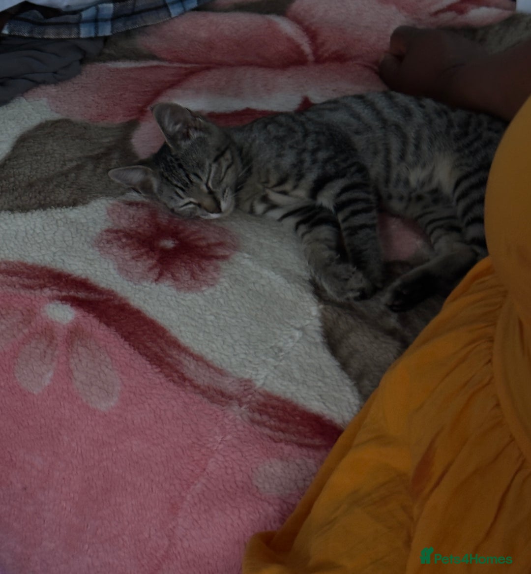 American Shorthair cats for sale: 4 month old kittens  - Image 5