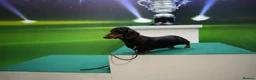 Miniature Dachshund dogs for sale: IVDD screened parents, 11mth old B&t girl  in Bridgnorth - Advert 2
