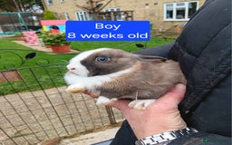 Netherland Dwarf rabbits for sale: Netherlands dwarf rabbits  - Advert 1