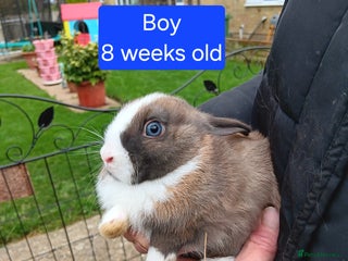 Netherland Dwarf rabbits Netherlands dwarf rabbits - Advert 6