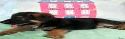 German Shepherd dogs for sale: German sheperd puppies Champion line - Advert 24