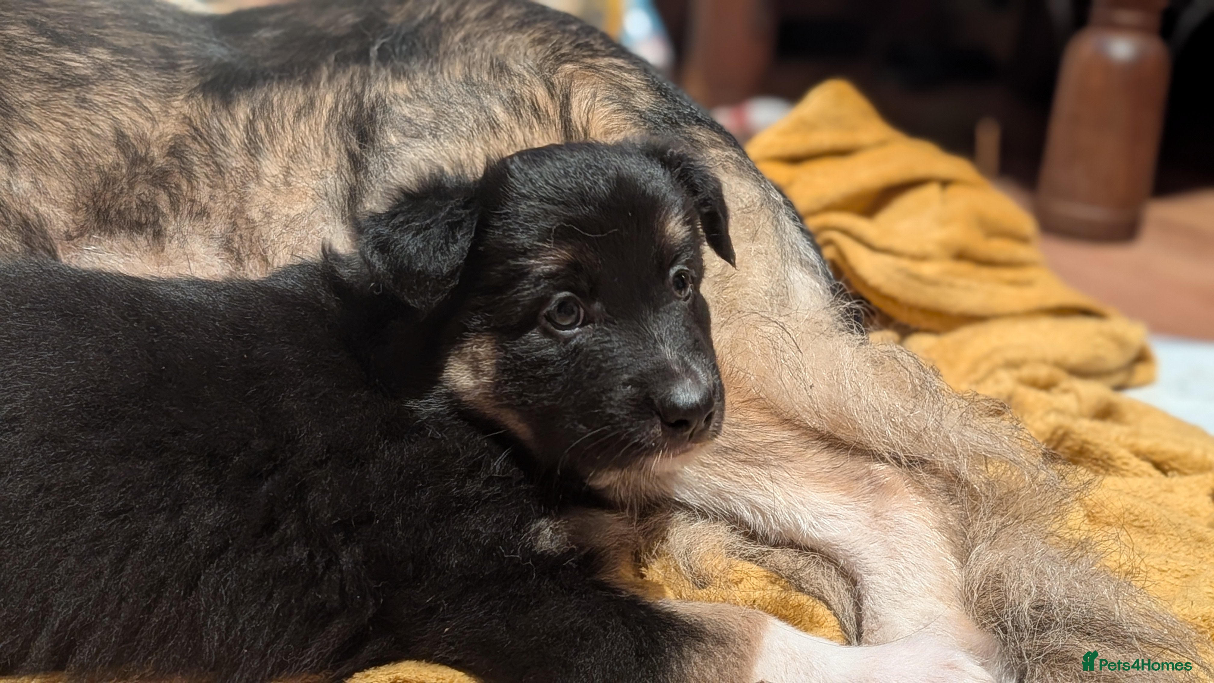 Mixed Breed dogs Shollie Puppies (German Shepherd x Border Collie) - Advert 11