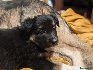 Mixed Breed dogs Shollie Puppies (German Shepherd x Border Collie) - Advert 11