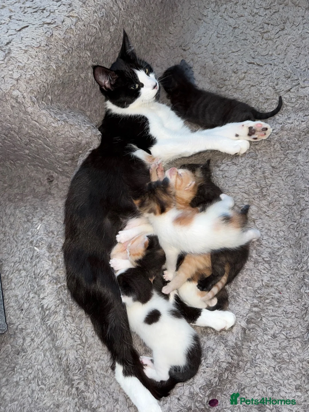 Mixed Breed cats for sale: Mix breed kittens - Advert 1