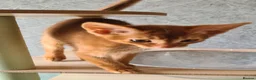 Abyssinian cats for sale: Beautiful pedigree TICA abyssinian kittens - Advert 11