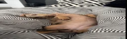 Dachshund dogs for sale: Dachshund for sale  - Advert 4