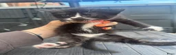 Mixed Breed cats for sale: Gorgeous litter of kittens  - Advert 6
