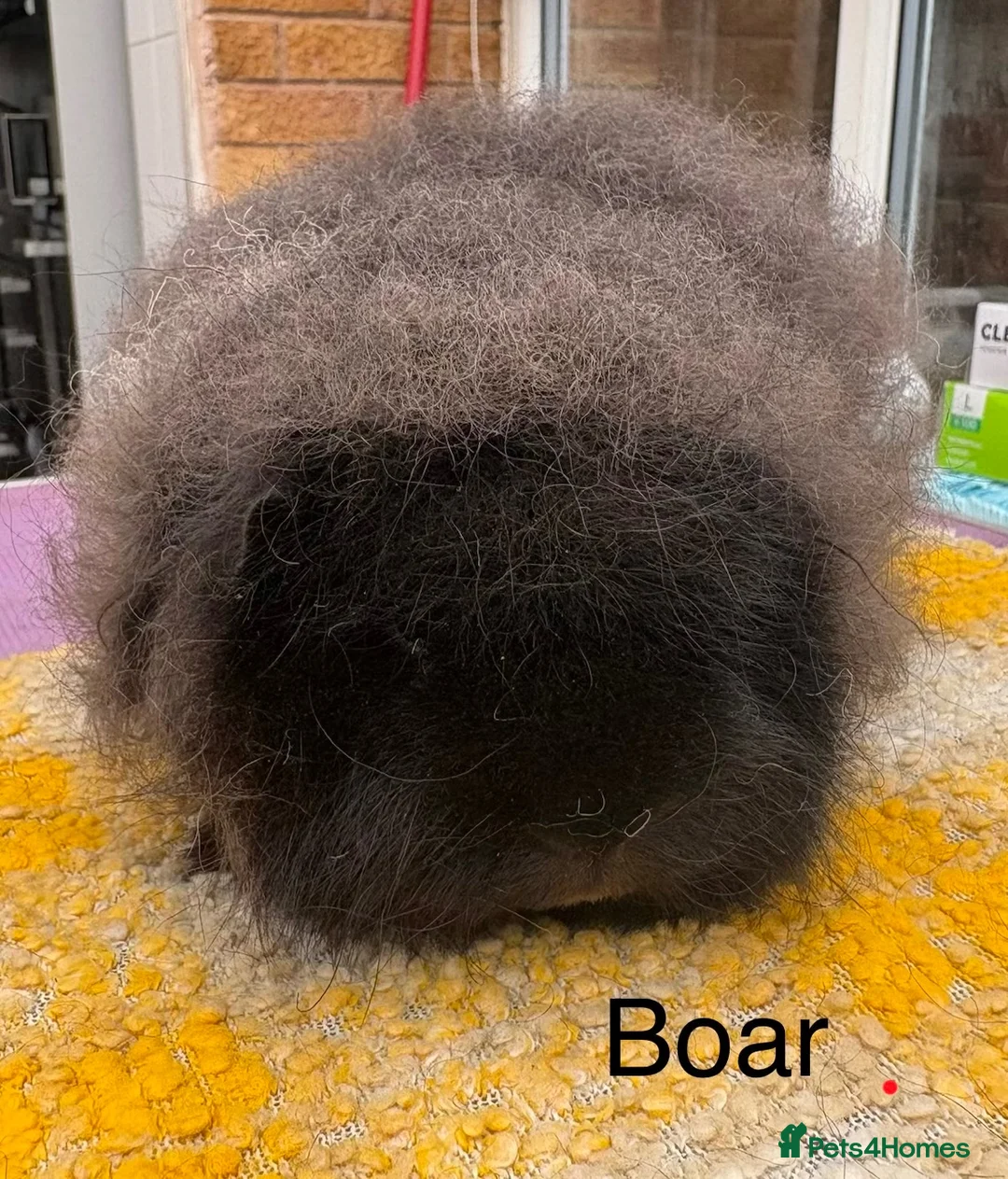 Guinea Pig rodents for sale: Swiss Boars and a Sow - Advert 2
