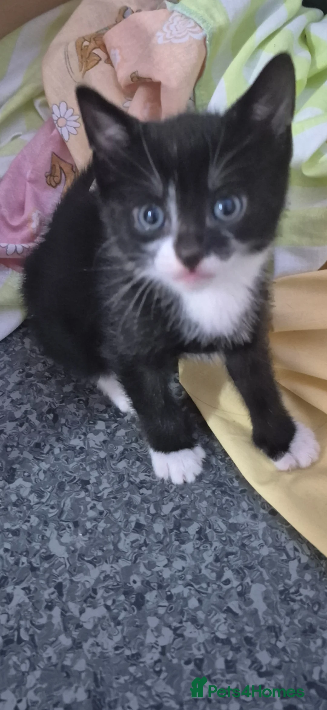 Mixed Breed cats for sale: X4 tuxedo Dolli mix  - Advert 2