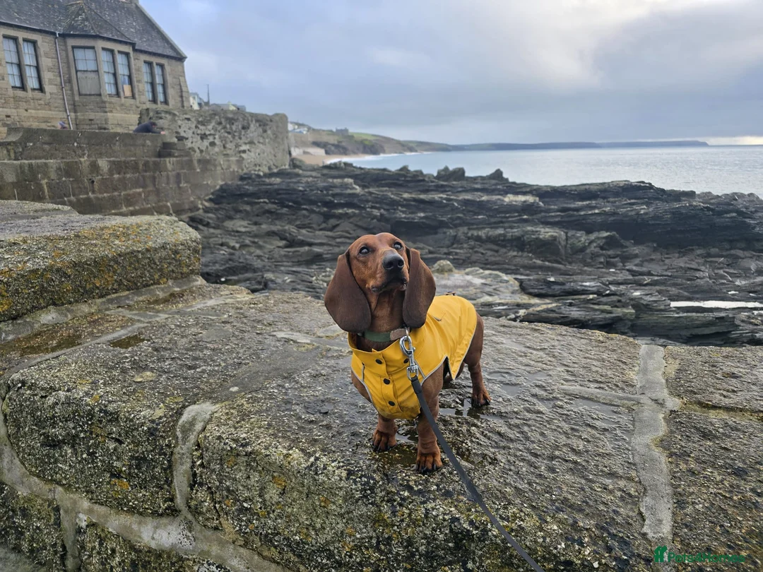 Dachshund dogs for stud: KC Standard smooth red hair dachshund  stud in Banbury - Advert 19