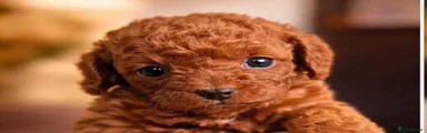 Toy Poodle 3