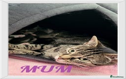 British Shorthair cats for sale: 4 litte Treasures seek Forever Home - Image 5