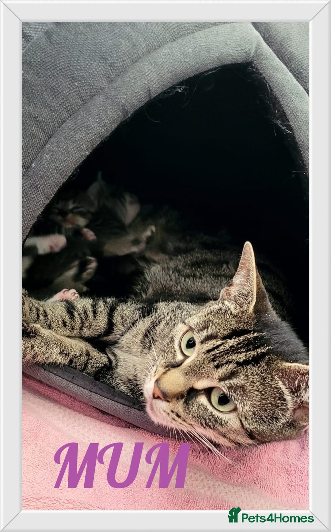 British Shorthair cats for sale: 4 litte Treasures seek Forever Home - Image 5