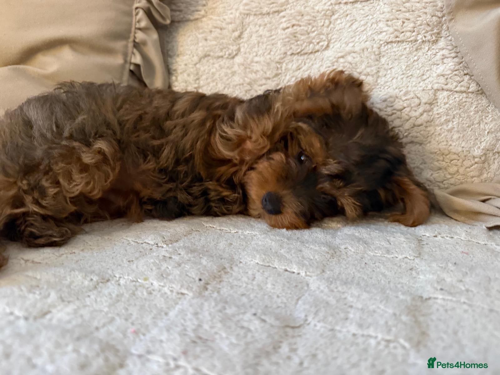 Yorkiepoo dogs Yorkiepoo  - Advert 2