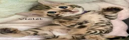 Bengal cats for sale: 🎬 Little Leopard Diaries | TICA Bengal Kittens 🌟 - Advert 3