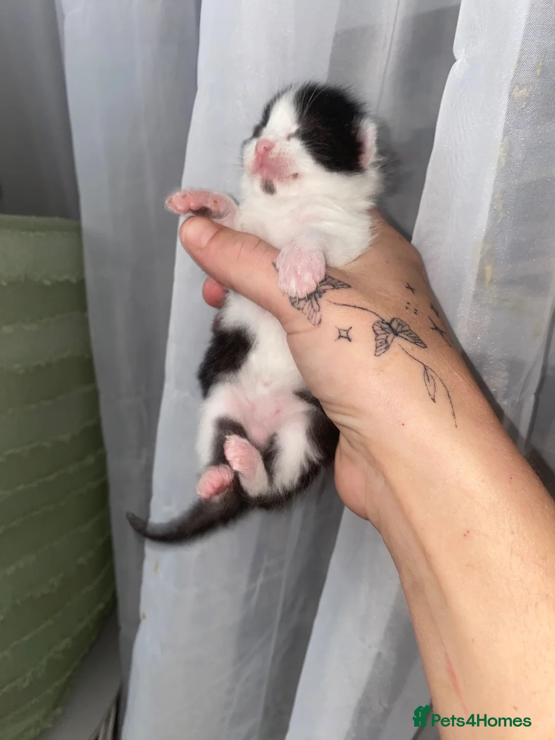 Mixed Breed cats for sale: Kittens - Advert 1