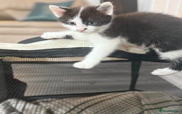 Mixed Breed cats for sale: 3 beautiful stunning and gorgeous kittens for you - Image 6