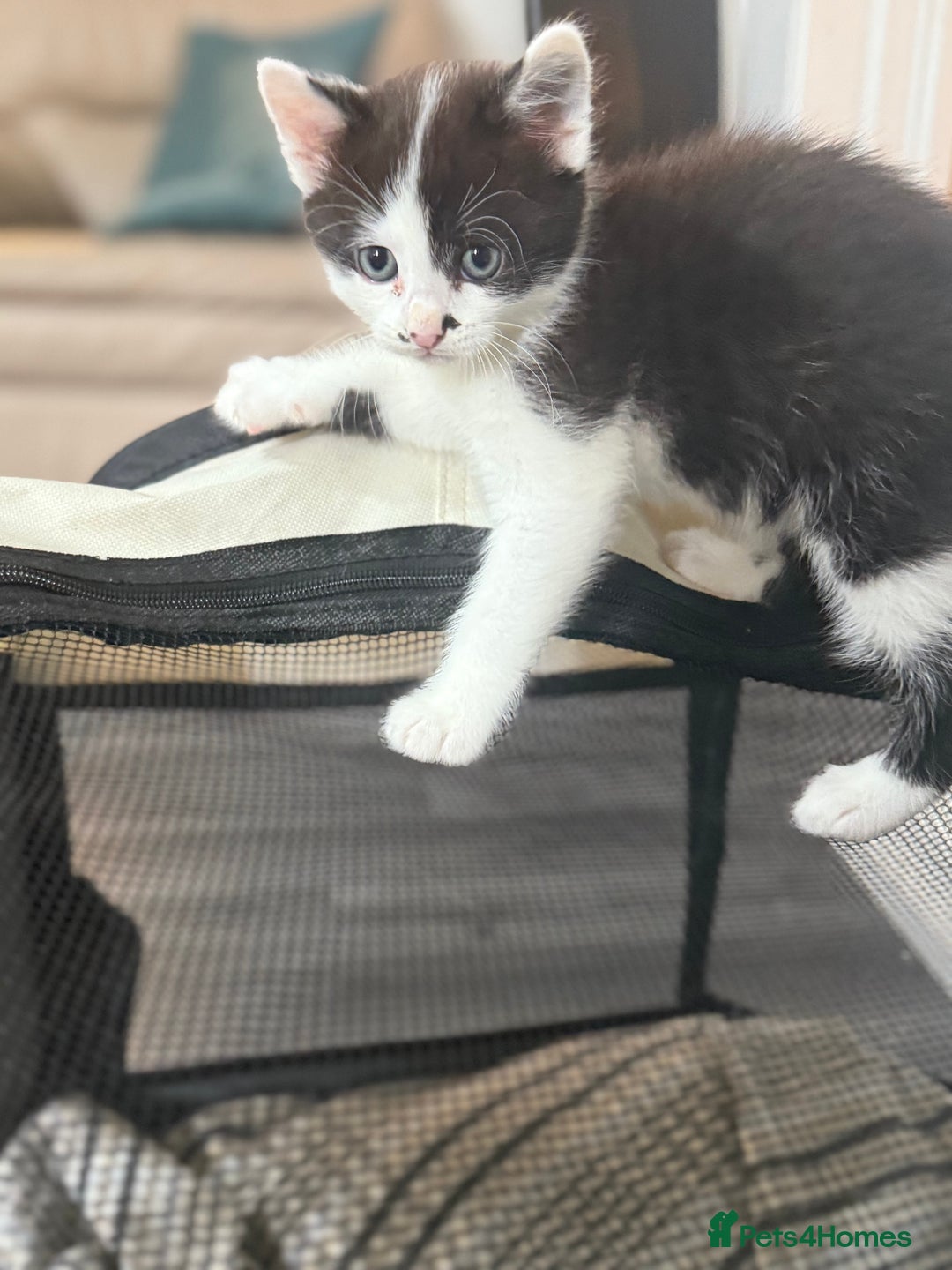 Mixed Breed cats for sale: 3 beautiful stunning and gorgeous kittens for you - Image 6