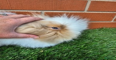Lionhead rabbits - Advert 16