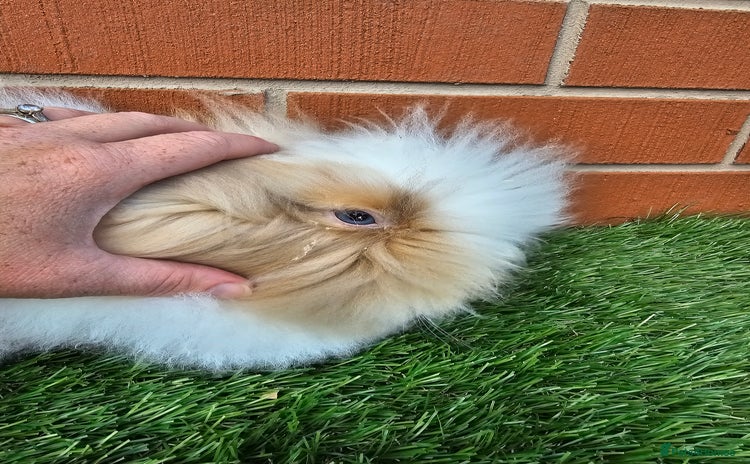 Lionhead rabbits - Advert 7