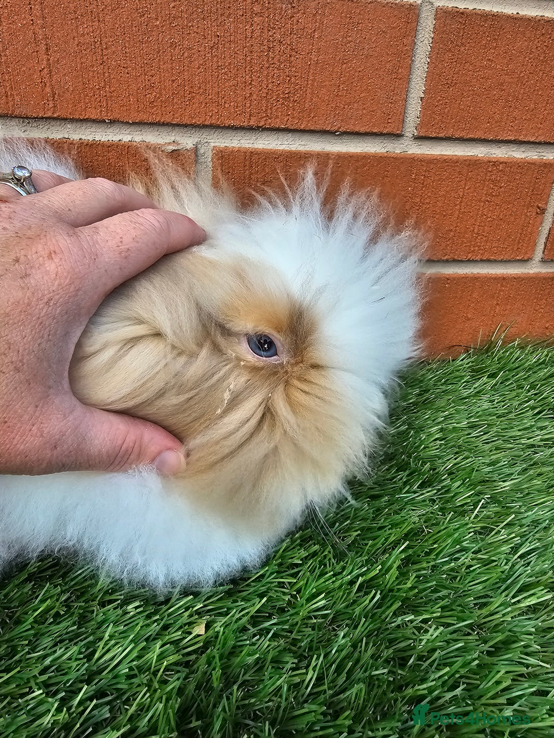 Lionhead rabbits for sale: Double Maned Lionhead Kits - Image 3