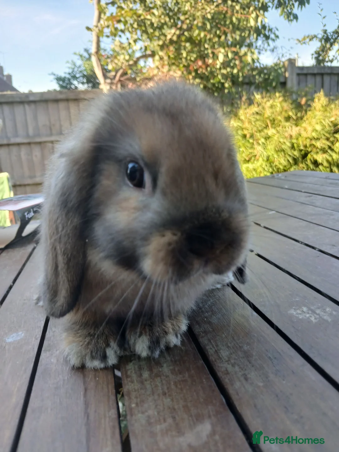 Mini Lop rabbits for sale: Waiting list for new bundles of joy  - Advert 2