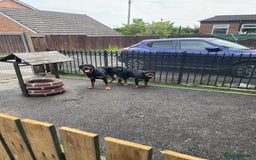 Rottweiler dogs for sale: Rottweiler/rotty puppies - Image 6