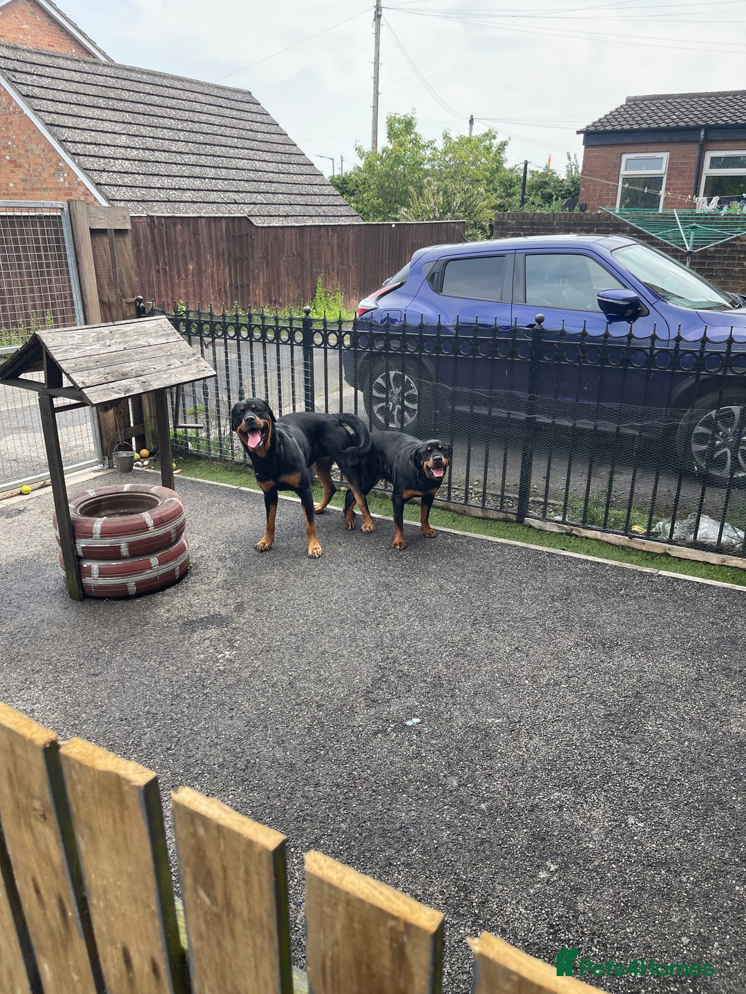 Rottweiler dogs for sale: Rottweiler/rotty puppies - Image 6