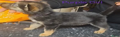 Mixed Breed Puppy 9
