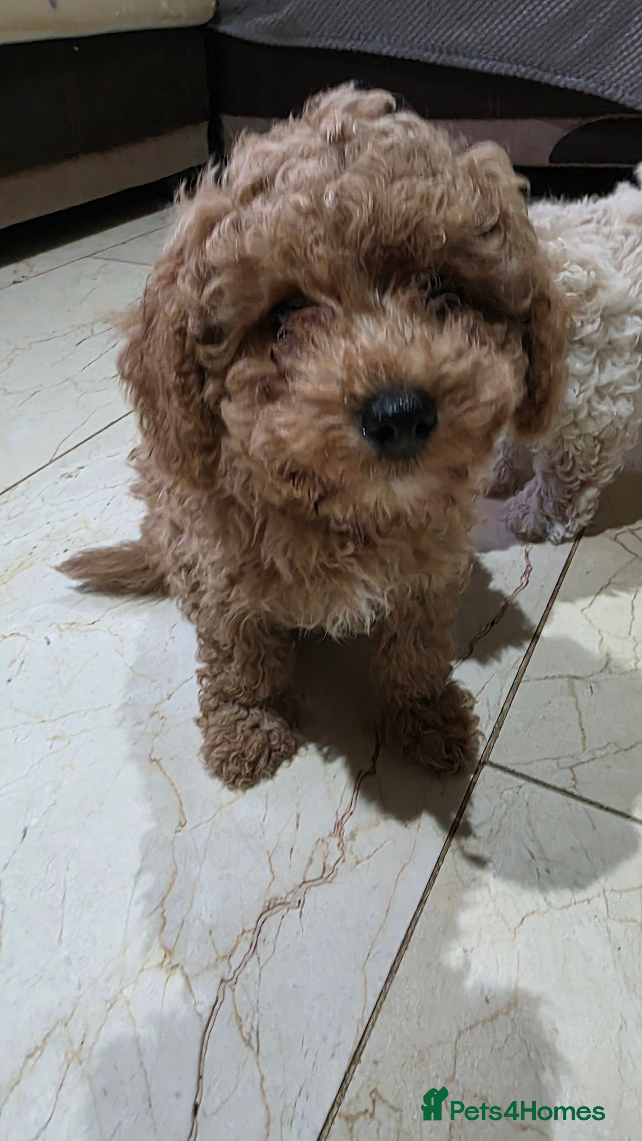 Maltipoo dogs Maltipoo/mini toy poodle  - Advert 11