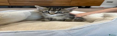 tabby kitten 