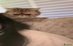 Persian cats for sale: 4 year old Persian male - Image 4