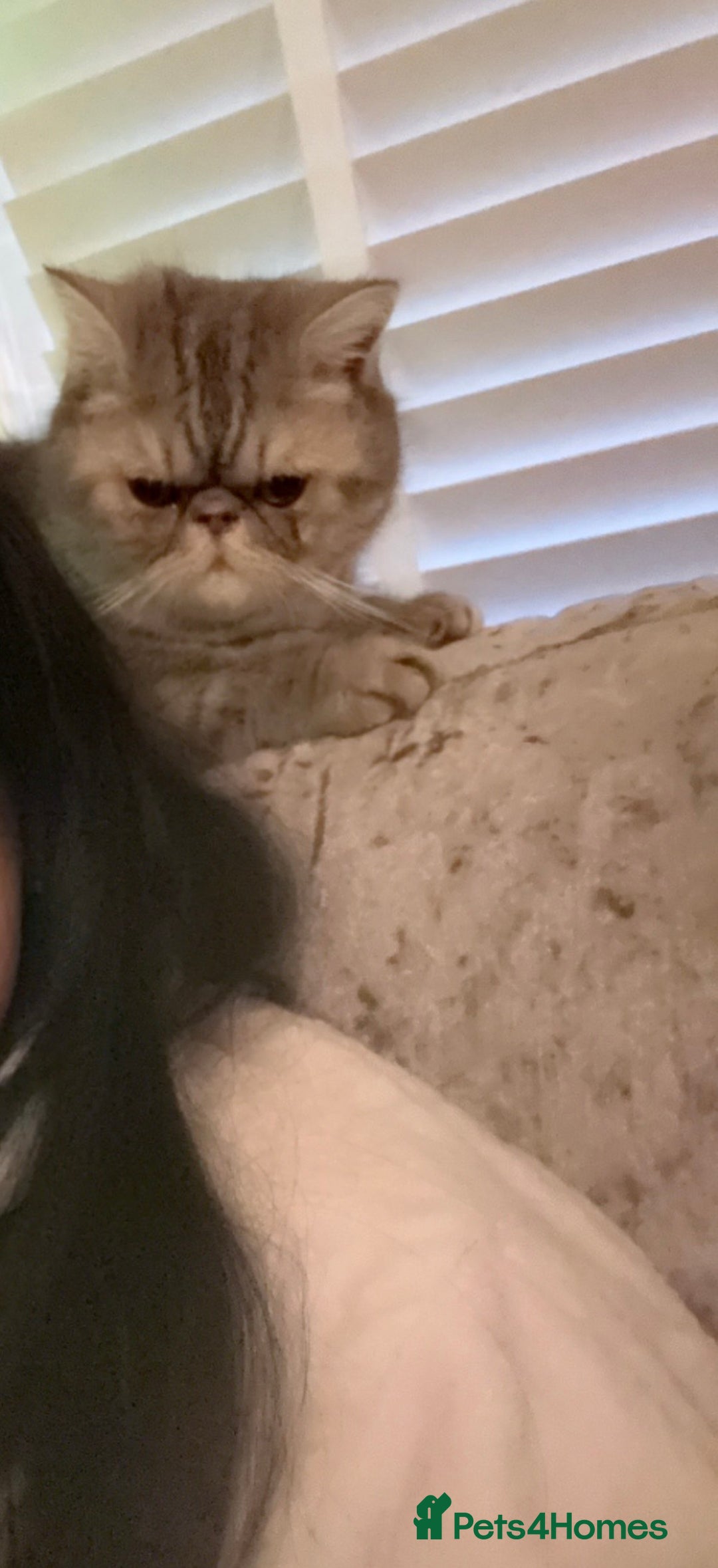 Persian cats for sale: 4 year old Persian male - Image 4