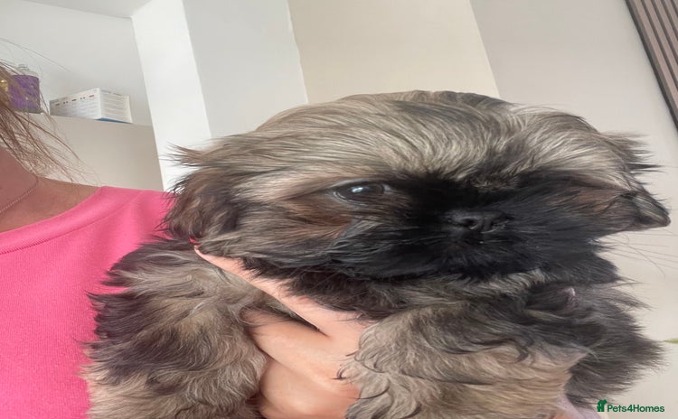 Shih Tzu dogs - Advert 2