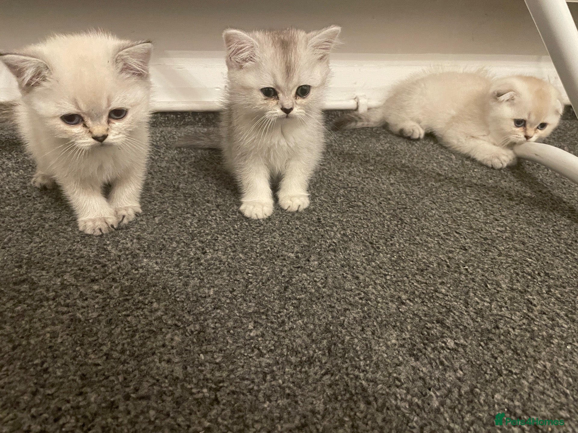 Scottish Fold cats Adorable Scottish Fold Kittens for Sale  - Advert 1