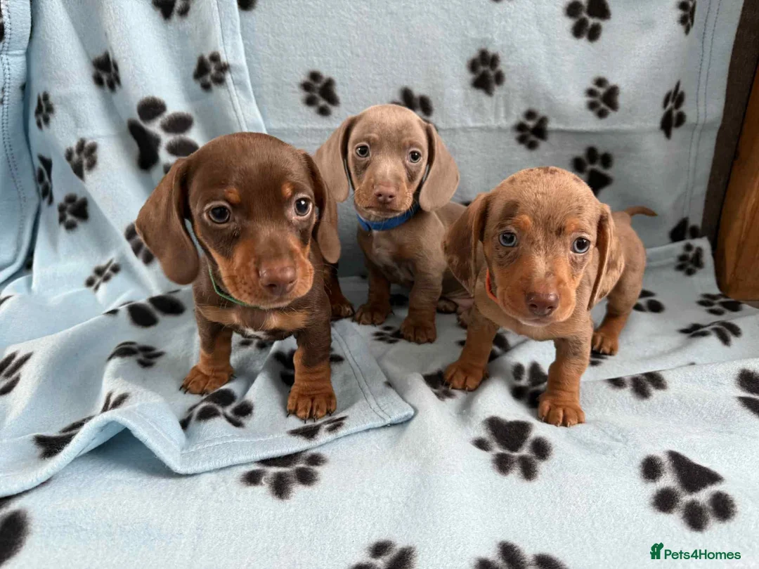 Miniature Dachshund dogs for sale: LOVELY MINIATURE DACHSHUNDS PUPPIES FOR SALE in Southampton - Advert 1