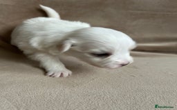 Coton De Tulear dogs for sale: Coton de Tulear puppies  - Image 15