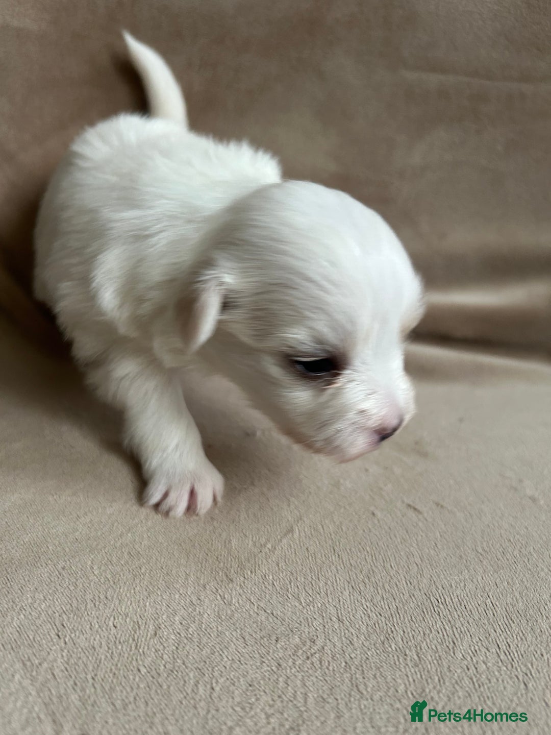 Coton De Tulear dogs for sale: Coton de Tulear puppies  - Image 15