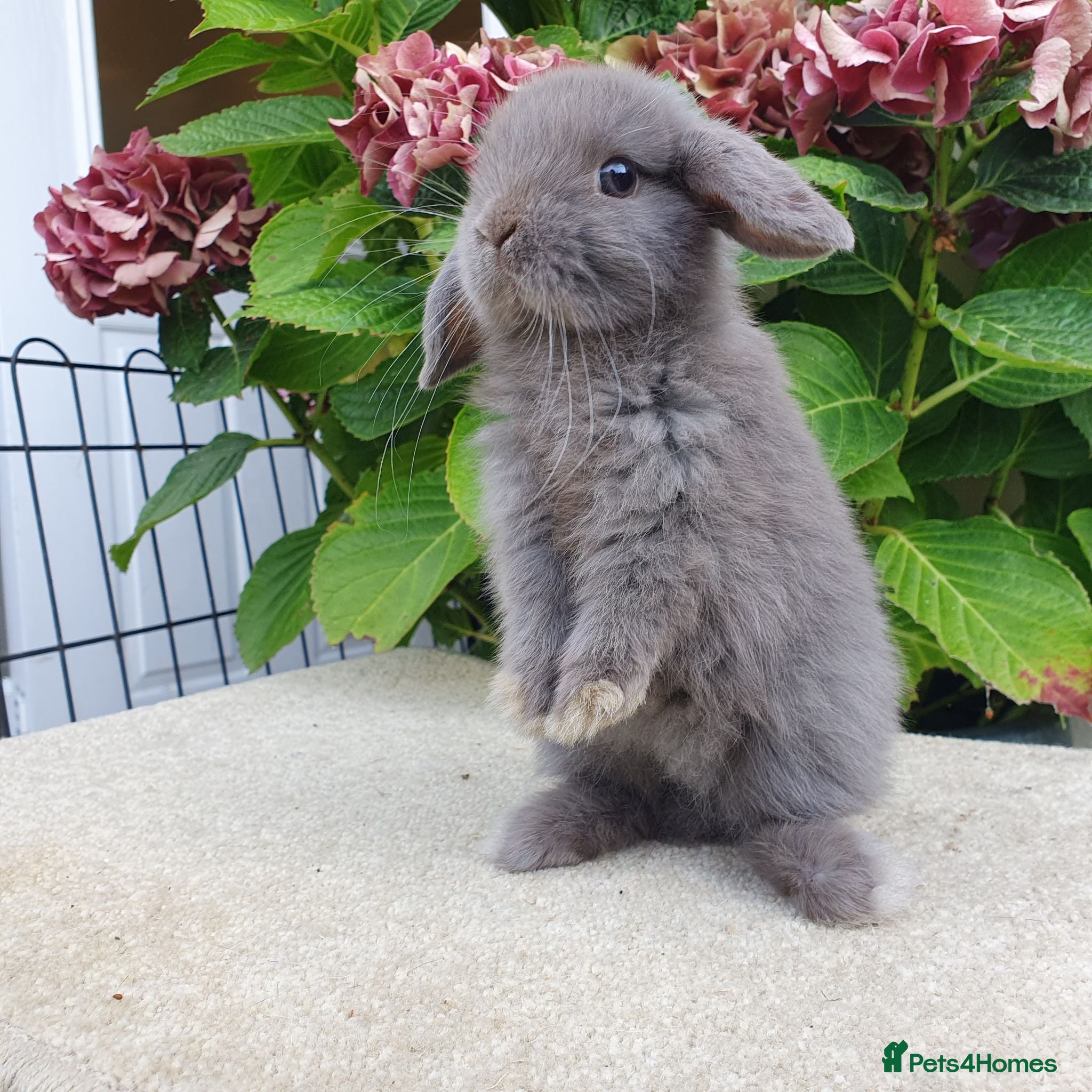 Mini Lop rabbits Baby mini lop boy available now - Advert 2