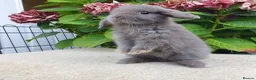 Mini Lop rabbits for sale: Baby mini lop boy available now - Advert 1