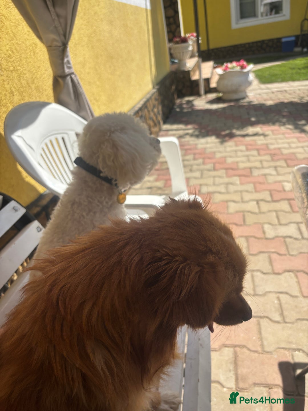 Mixed Breed dogs for sale: 💙 Blue Baby Boy Wants a new home 💙 - Advert 17