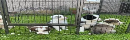 Border Collie dogs for sale: Stunning border collie pups  - Advert 13