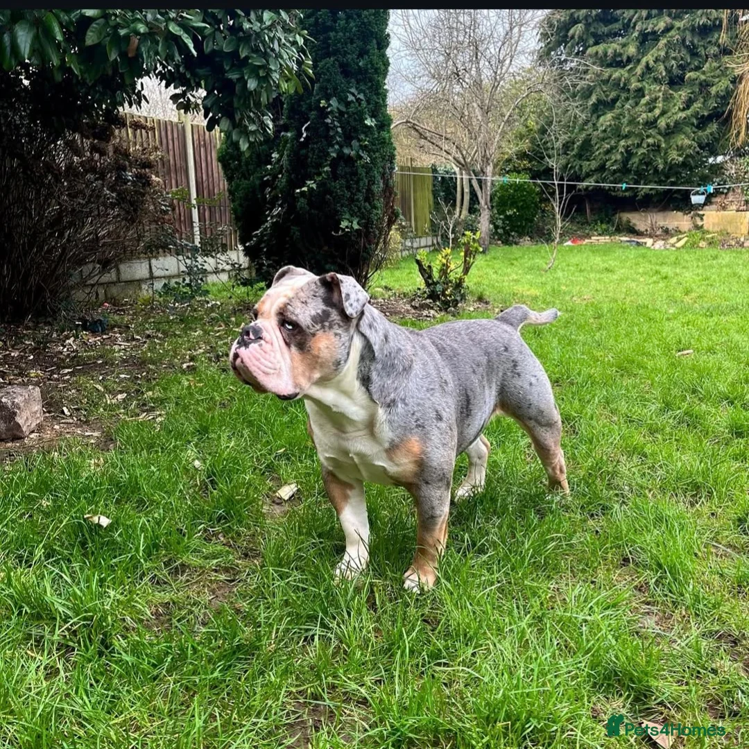 Olde English Bulldogge dogs for sale: 🔥 Due 9th of March! Olde English Bulldog puppies  - Advert 3