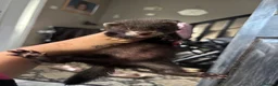 Ferret rodents for sale: baby ferrets  in Pontefract - Advert 4