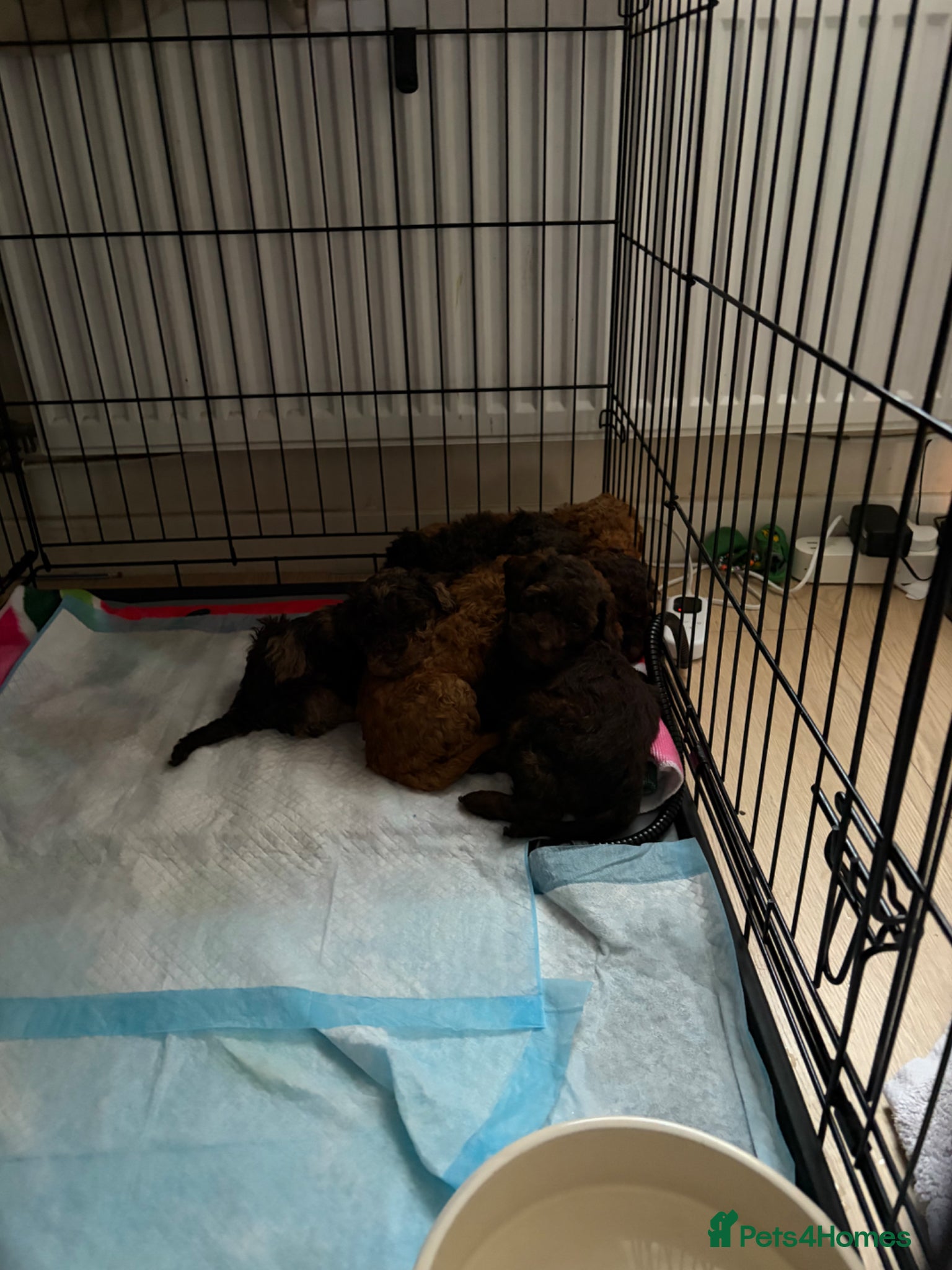 Toy Poodle dogs Stunning toy poodle puppies for sale in Eastleigh - Advert 1